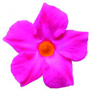FASHION PINK