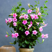DOUBLE BLUSH PINK