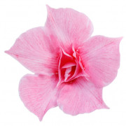 DOUBLE BLUSH PINK