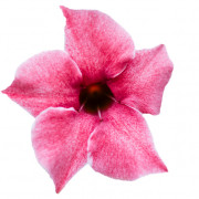 FLAMINGO PINK