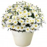 Compact White