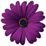 Maseru Purple