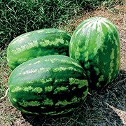 Grafted Watermelon