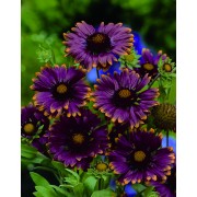 Summer flowering