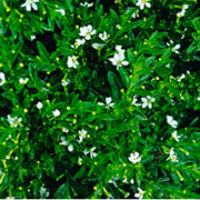 Cuphea Hyssopifolia