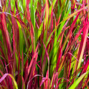 Grasses from cuttings