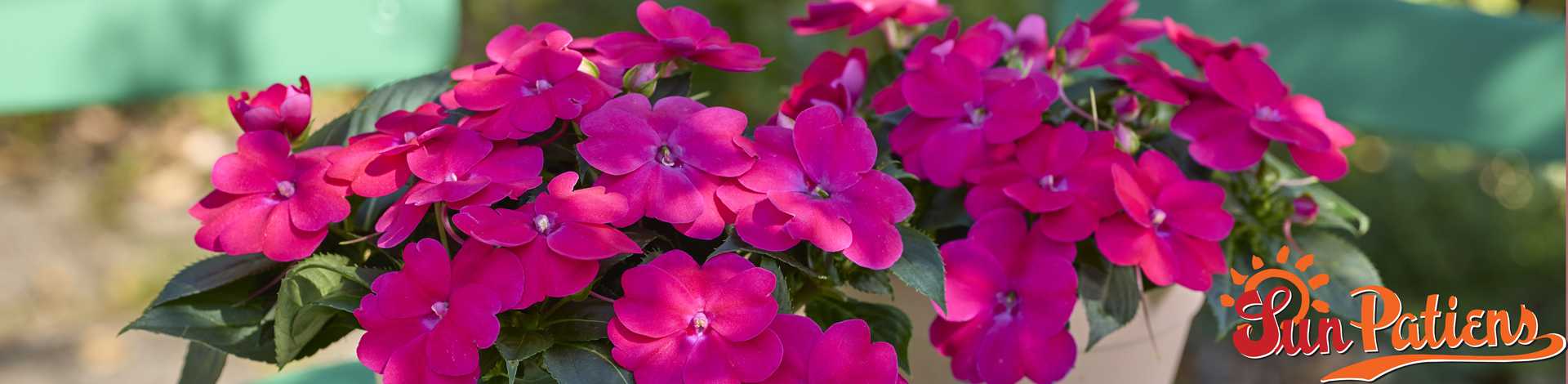 Sunpatiens