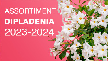Assortment Dipladenia 2023-2024