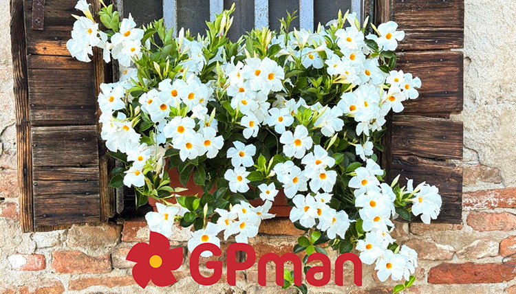 Dipladenia GPman